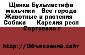 Щенки Бульмастифа мальчики - Все города Животные и растения » Собаки   . Карелия респ.,Сортавала г.